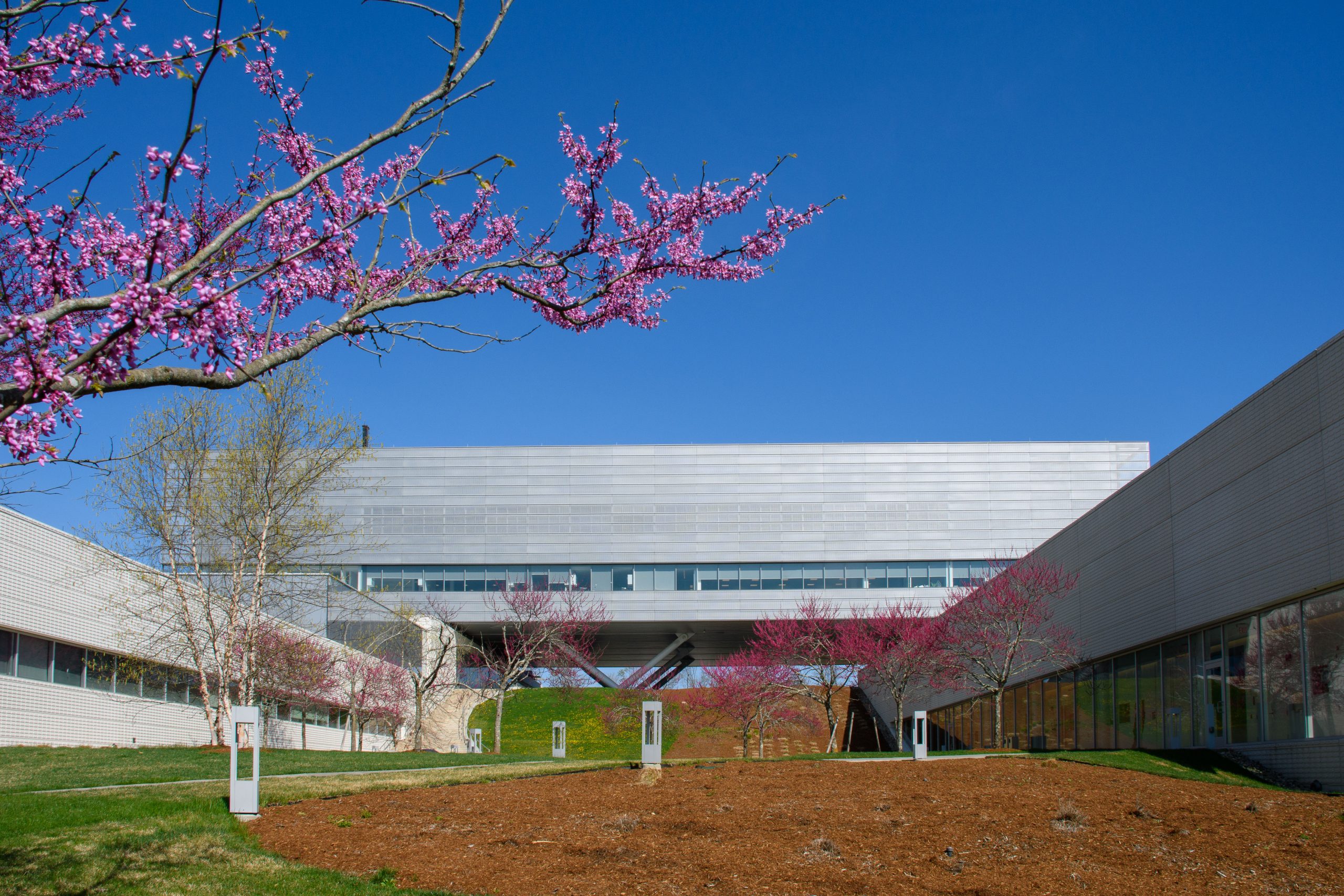 A spring view of flowering trees and the Innovation Partnership Building (IPB) on April 20, 2023.
